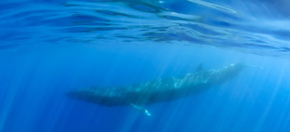 Sperm Whale